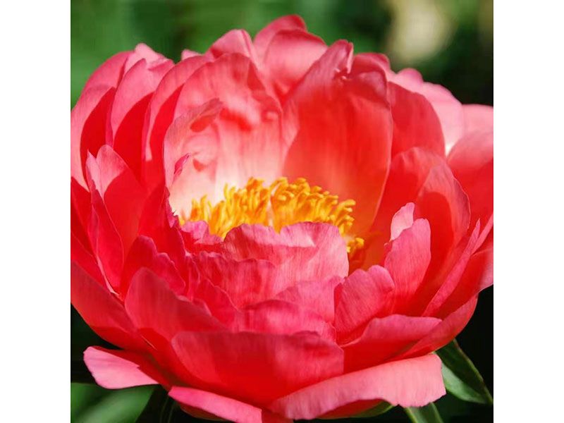 芍藥花有哪幾種顏色？